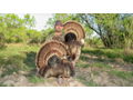 Texas Rio Grande Hunt with Turkey Hunt Co.