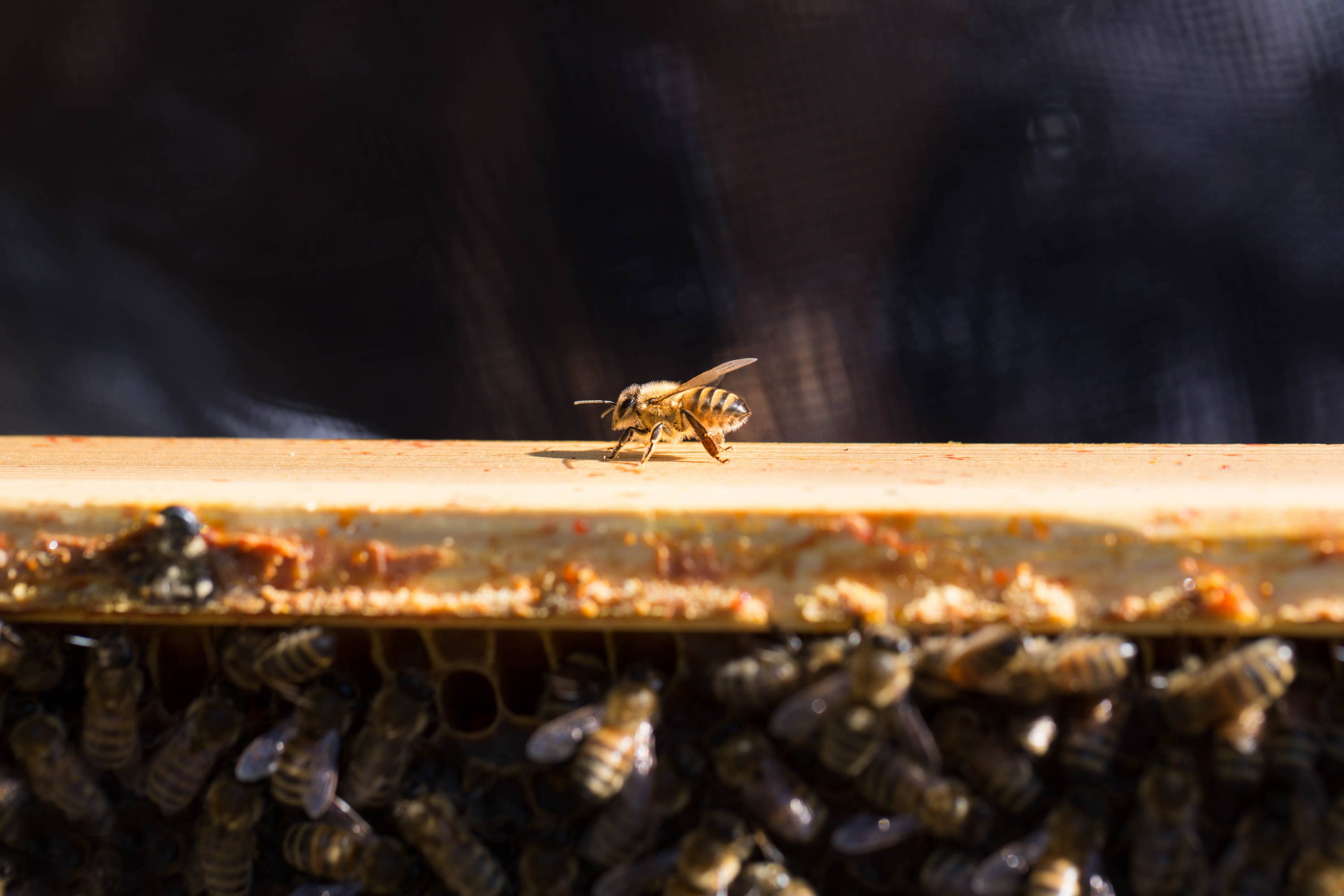 honeybees on a langstroth frame