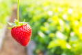 a single ripe strawberry hanging from a tree