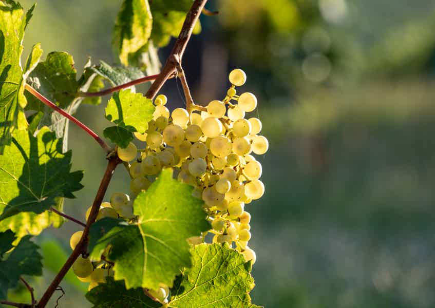 A Sparkling Day in the Prosecco Hills Tour - photo 3