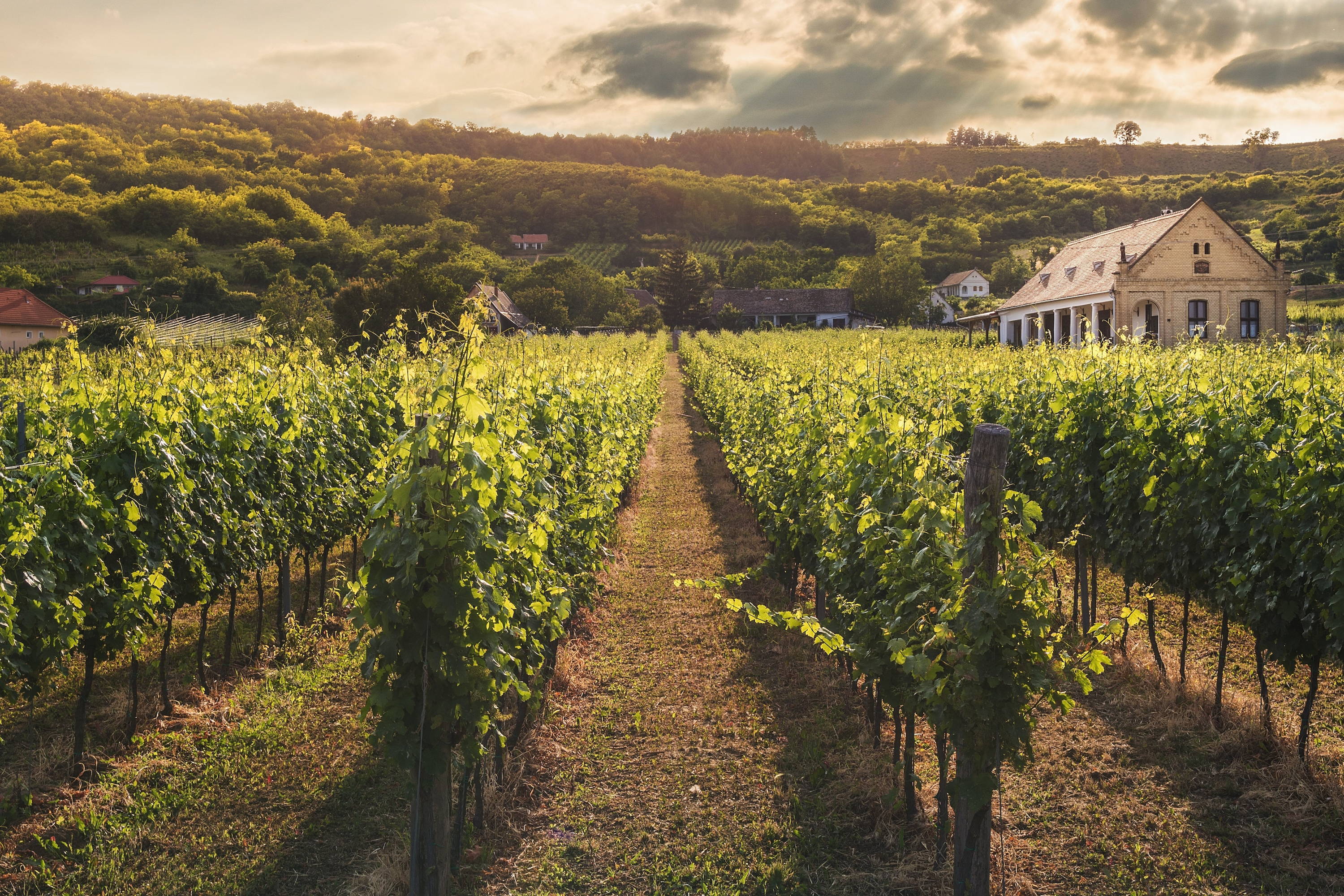 Glimpse of Piedmont vineyard beauty and dreaminess. 