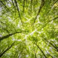 Vertical view from the ground in the middle of a forest, surrounded by tall trees