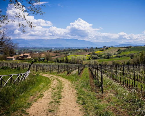 Food & Wine Tours Cannara: Cannara: Wine Tour