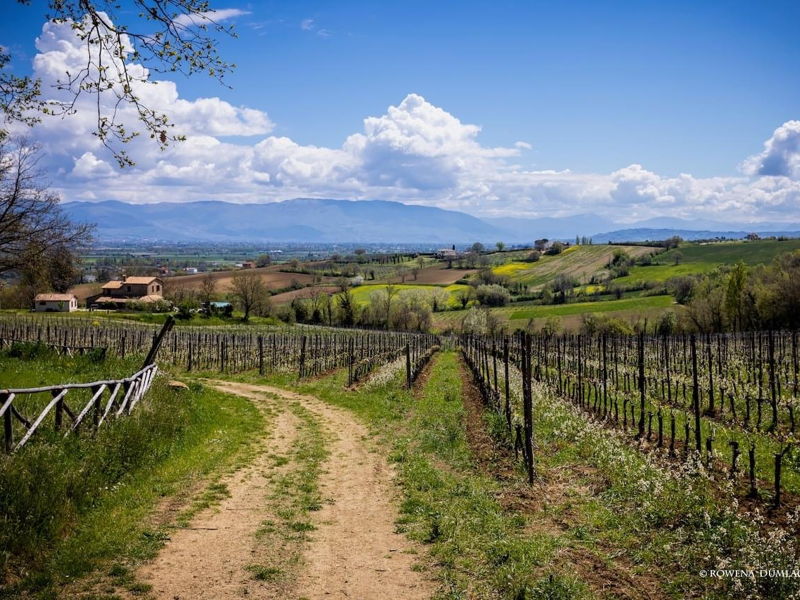 Food & Wine Tours Cannara: Cannara: Wine Tour