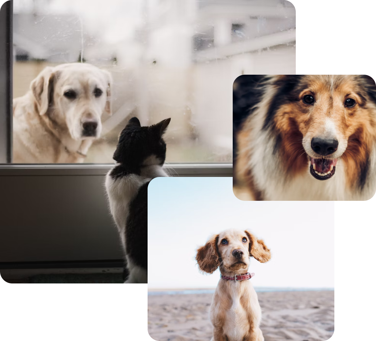 Pets collage
