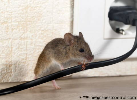 mouse_problem_in_your_home