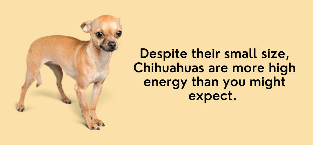 improve chihuahuas lifespan with exercise