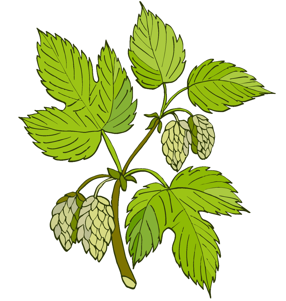Deep nights ingredient hops