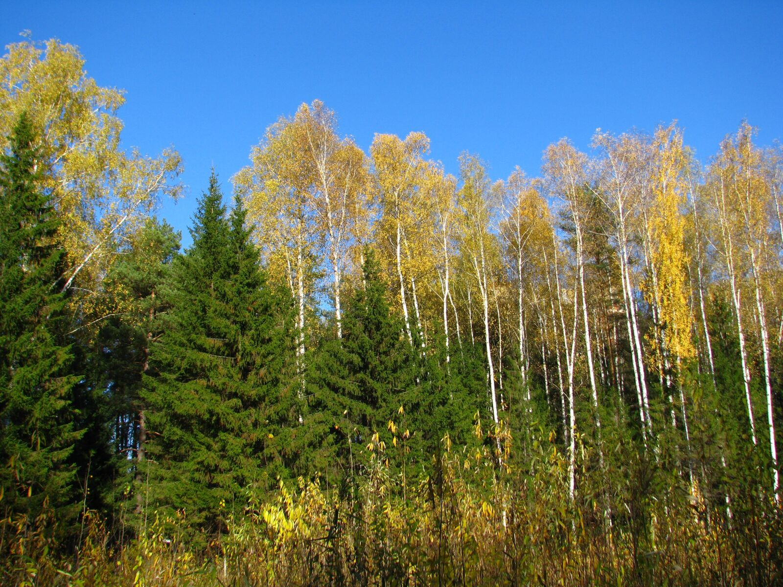 Лиственно хвойные насаждения. Березово-лиственничный лес. Берёзово-Пихтовый лес. Хвойно-мелколиственные леса. Мелколиственные леса Западной Сибири.