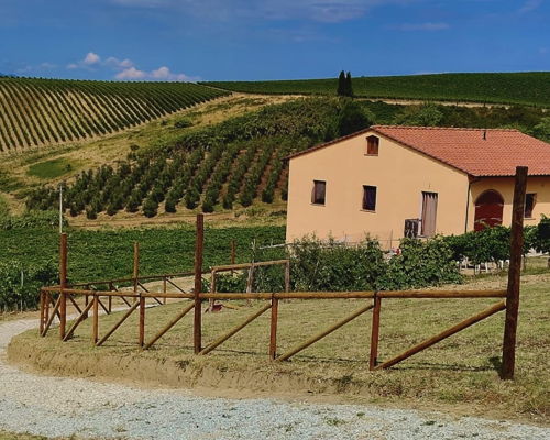 Tours œnogastronomiques Vinci: Circuit œnogastronomique « Vin et vignobles »