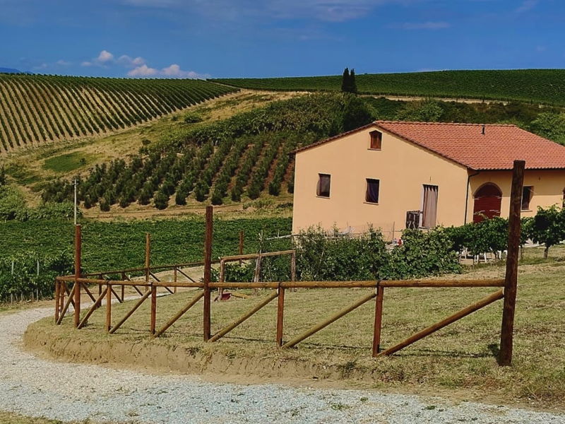 Food & Wine Tours Vinci: Food and Wine Tour: Wine and Vineyards