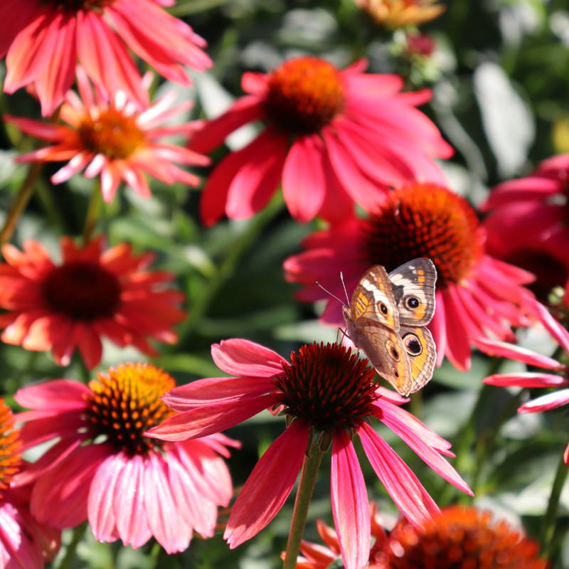Bright pink coneflowers with pollinator feeding from the seed head