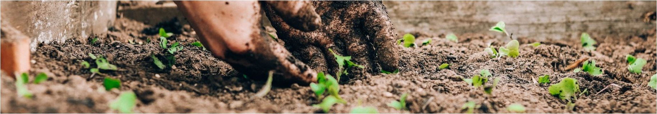 How to grow a delicious summer food garden