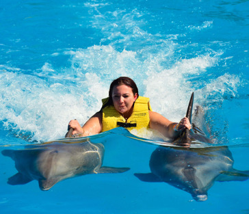 Плавание с дельфинами из Шарм-Аль-Шейха