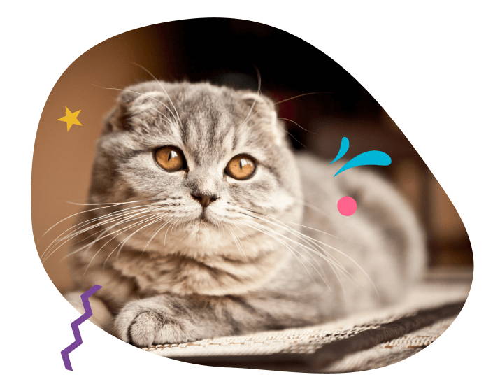 gato scottish fold