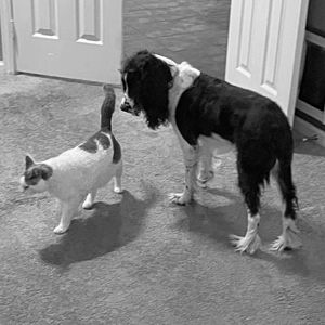 Badger + Smudge Fund