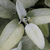 Lemon in tree