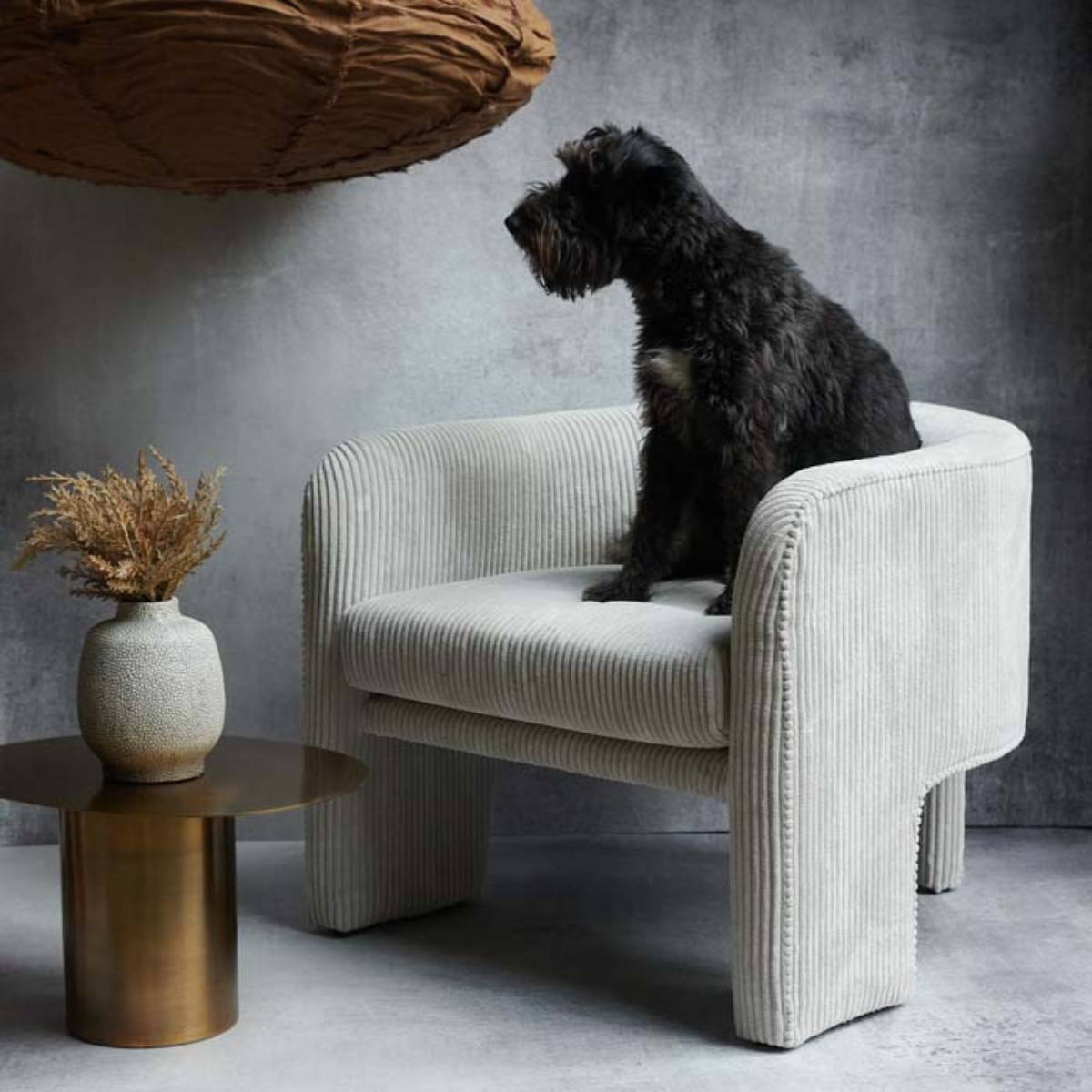 a black dog sitting a curvy chair made from cream cord next to low round gold table with a  vase and flowers