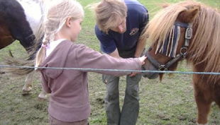 bauernhof gut halfeshof a pony streicheln