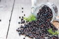 Citrusy aroma of Juniper Berry
