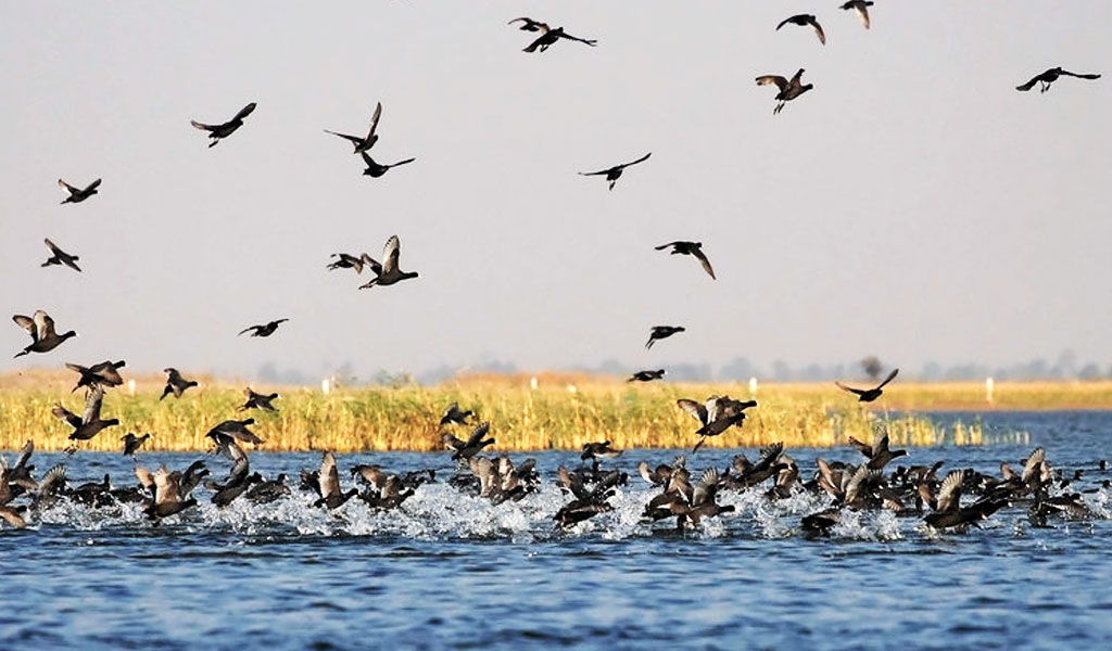 Assan-Barrage-Bird-Sanctuary.jpg