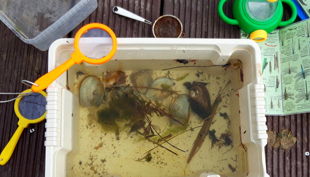 nkm niebuell keschern