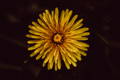 Flower showing sustainable and circular economy driven refurbishment
