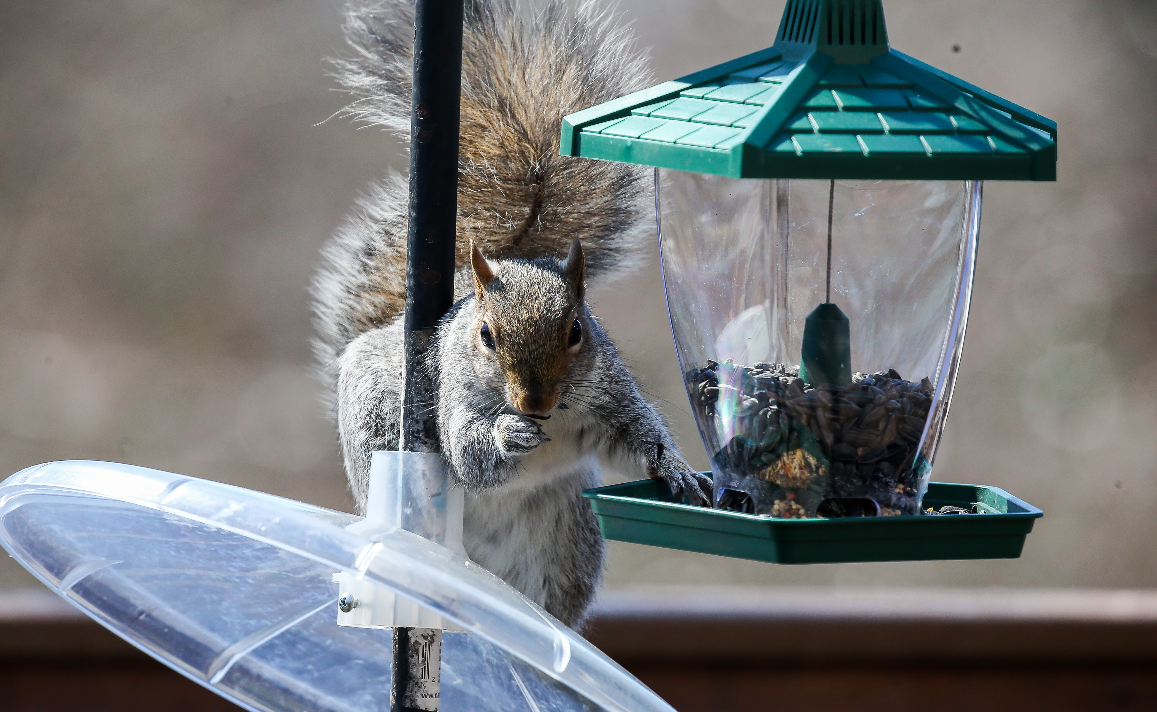A grey squirrel eating seeds from a squirrel-proof bird feeder