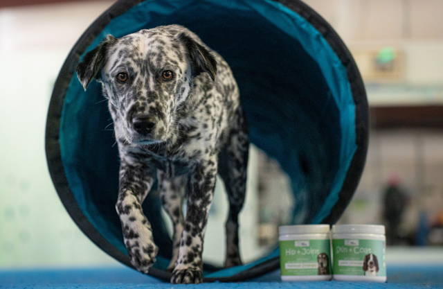 Skin + Coat Omega Soft Chews by Wag Source