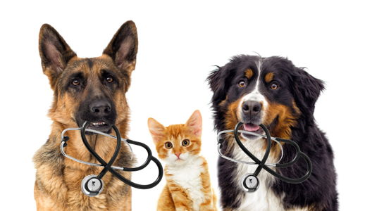 Two dogs holding stethoscopes and a cat