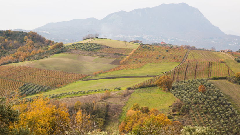 Tour enogastronomici Castelfranci: Visita all'azienda vinicola con produzione di formaggi 