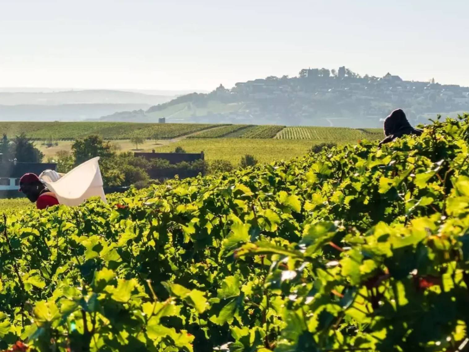 Parcelles du Domaine du Pré Semelé sur marnes kimméridgiennes et calcaires du Portlandien, coteaux de Sancerre. Parcelles du Domaine du Pré Semelé sur marnes kimméridgiennes et calcaires du Portlandien, coteaux de Sancerre.