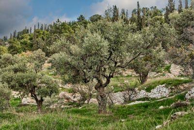 Photo of a hill full of olive trees.