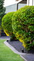 Garden spike lighting highlighting hedging and pathway edges in Rouse Hill by Havit