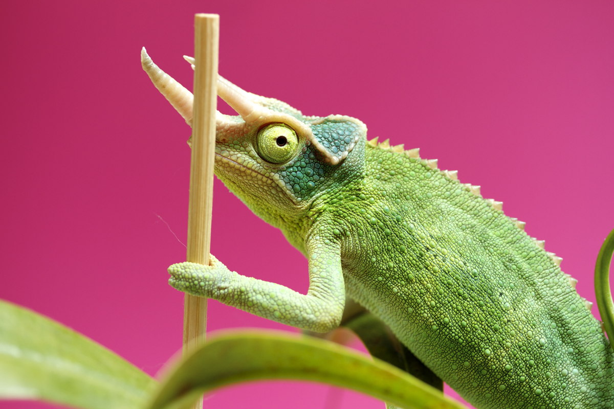 Greenpaws the Chameleon holding a branch