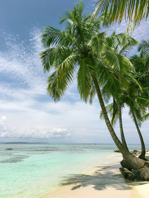 Palm trees are at the end of the shore leaning towards the crystal clear blue water.