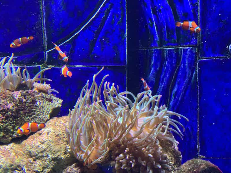 Combo Ticket: explore Burj Khalifa with Aquarium in Dubai - photo 3
