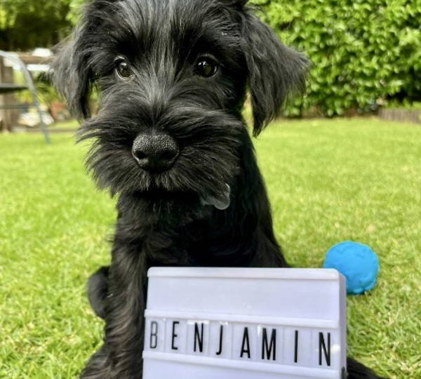 Benjamin 