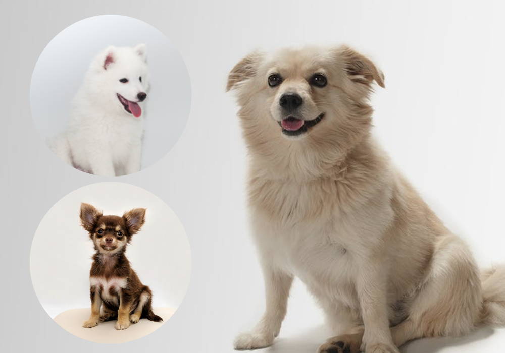 🐕 American Eskimo Chihuahua Mix (Chimo Dog) The Guide (+ Pictures) – Bijou and Co. 🐕 American Eskimo Chihuahua Mix (Chimo Dog) The Guide (+ Pictures) – Bijou and Co.