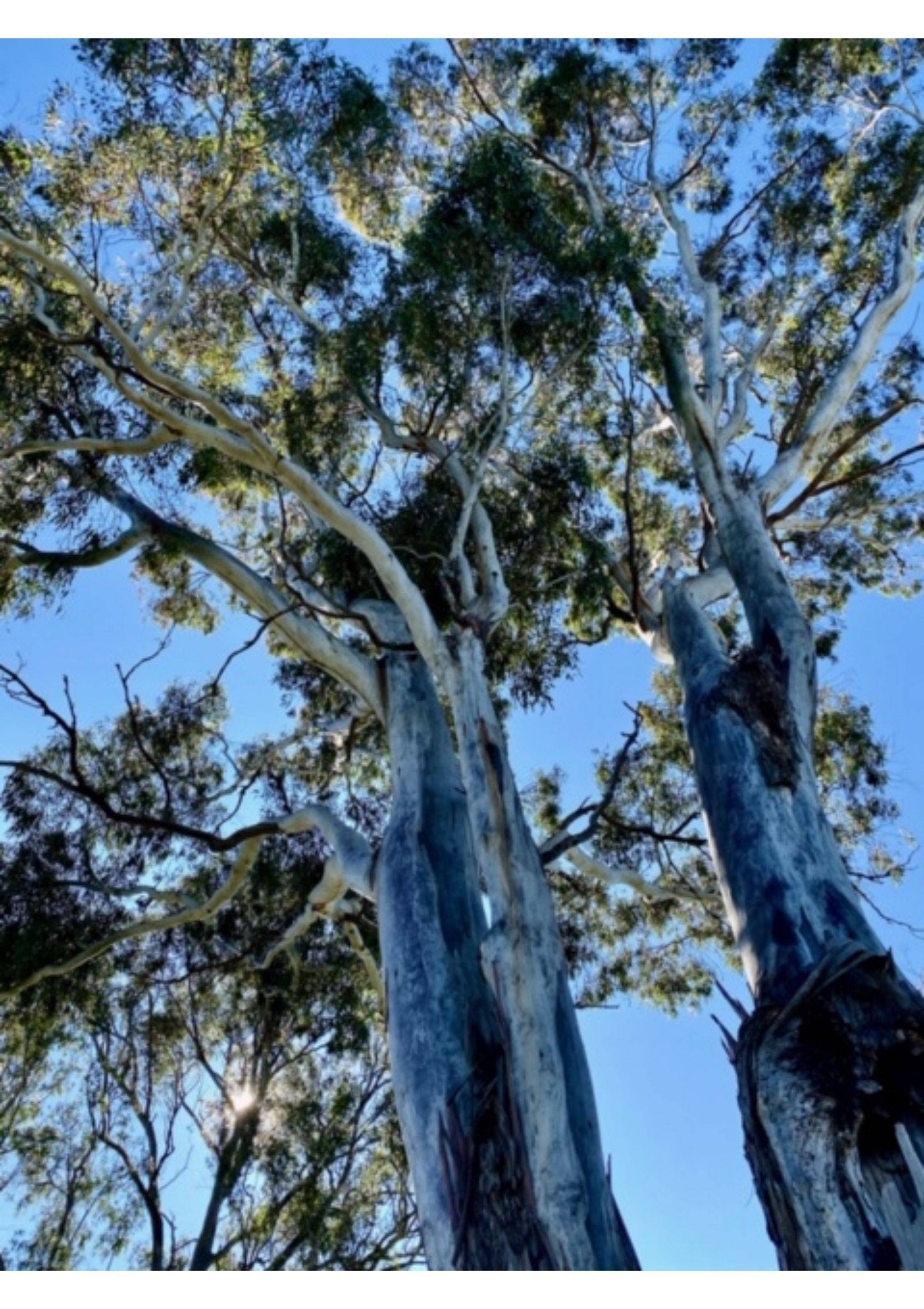 Gumtree Standing Tall