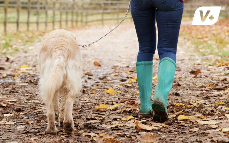 A dog and its owner walking on a trail 