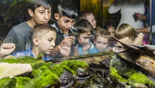 naturkundemuseum kinder mit grasfrosch