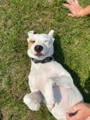 Do laying on his back in grass with his tummy showing