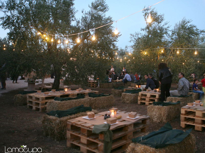 Food & Wine Tours Corato: Corato: Apulian extra virgin oil experience with apericena