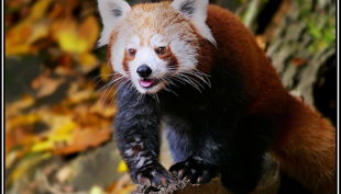 tiergarten nürnberg kleinerpandabaer derlandschaftszoo beckmannuwe