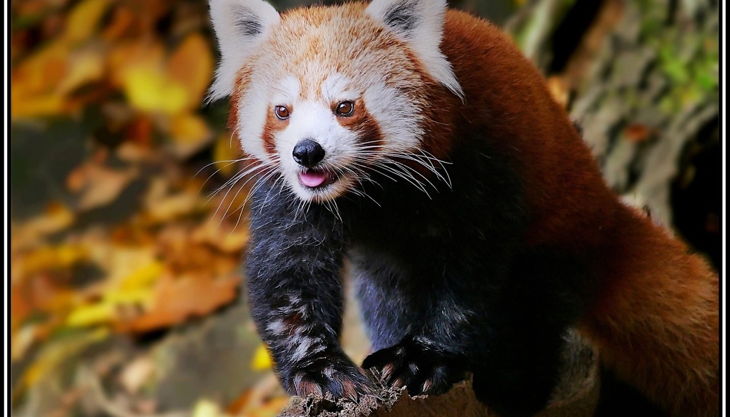 tiergarten nürnberg kleinerpandabaer derlandschaftszoo beckmannuwe