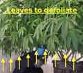 Cannabis plant full of leaves, in need of defoliation