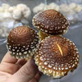 Hand holding chestnut mushroom cluster