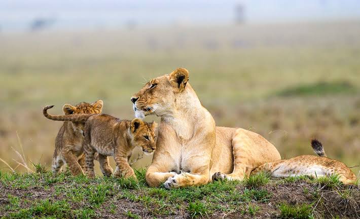 Samburu - Masai Mara Honeymoon Safari