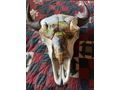 Hand Painted Buffalo Skull